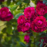 róże ogrodowe kupione w szkółce róż