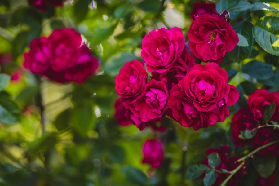 Szkółka róż – tam kupisz najlepsze krzewy